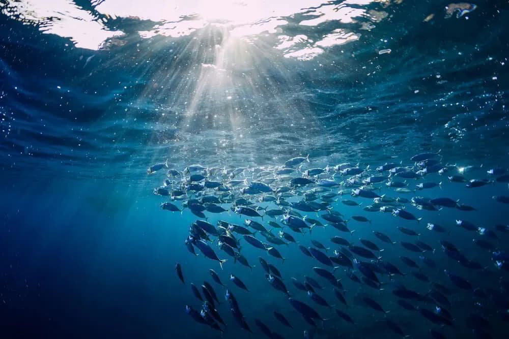 fish in the sea
